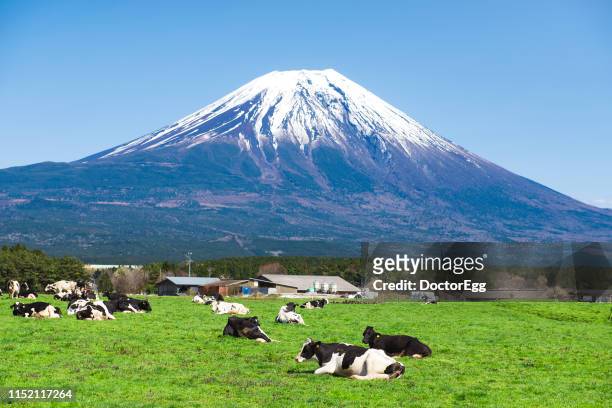 fuji mountain and cows at asagiri highland farm in spring, japan - plateau ストックフォトと画像