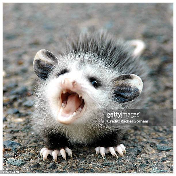 baby possum - possum stock-fotos und bilder