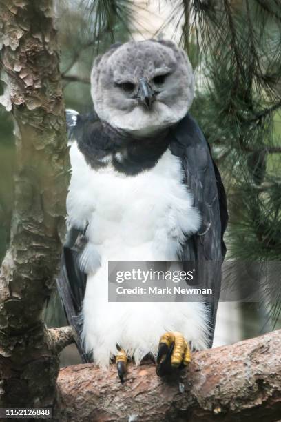 harpy eagle - harpy eagle stock-fotos und bilder