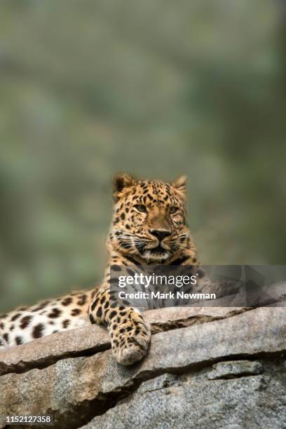 amur leopard - amur leopards stock pictures, royalty-free photos & images