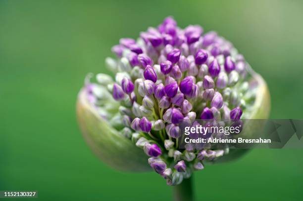 allium flower opening - bud opening stock pictures, royalty-free photos & images