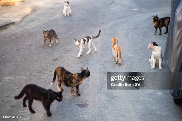 group of stray cats - raubkatze stock-fotos und bilder