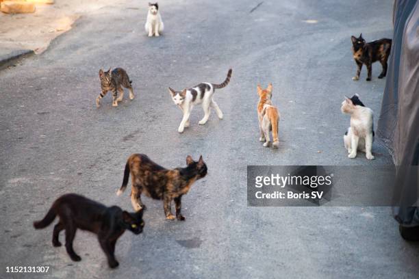 group of stray cats - 塞浦路斯島 個照片及圖片檔