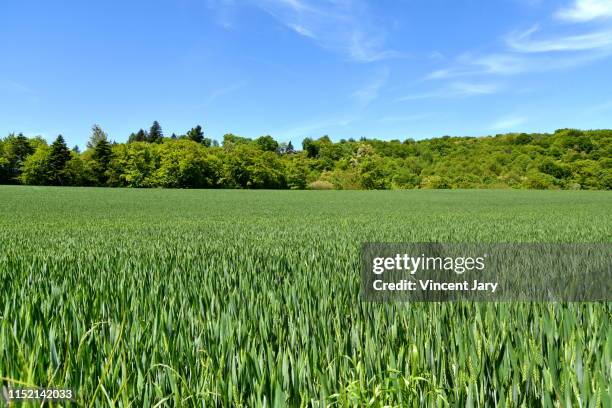 green wheat field france - ille et vilaine stock pictures, royalty-free photos & images