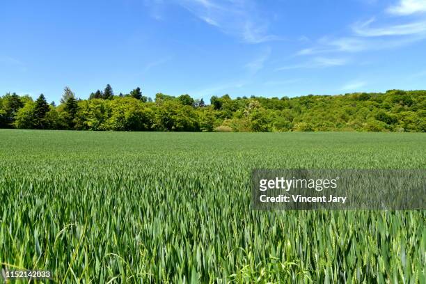 green wheat field france - ille et vilaine - fotografias e filmes do acervo