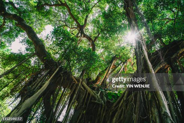 guangzhou banyan - banyan tree 個照片及圖片檔