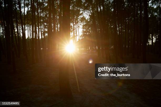 forest during sunset - cap ferret stock pictures, royalty-free photos & images