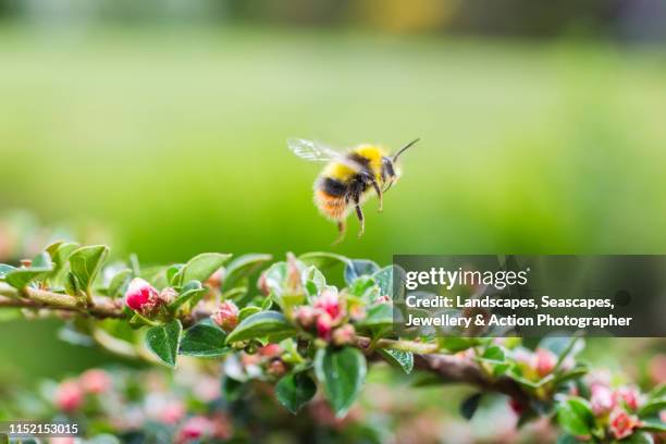 red tailed bumblebee in the cotoneaster - bumble bee stock pictures, royalty-free photos & images