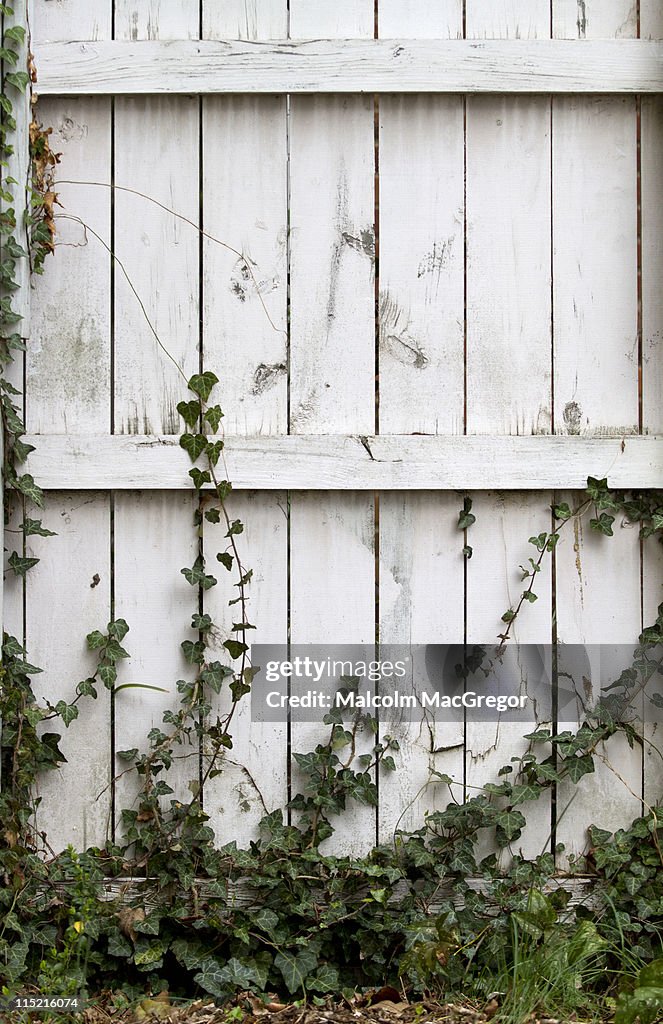 White wood fence with Ivy