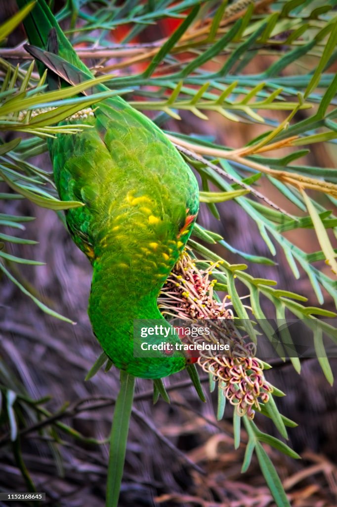 Scaly Breasted Lorikeet (Trichoglossus chlorolepidotus)