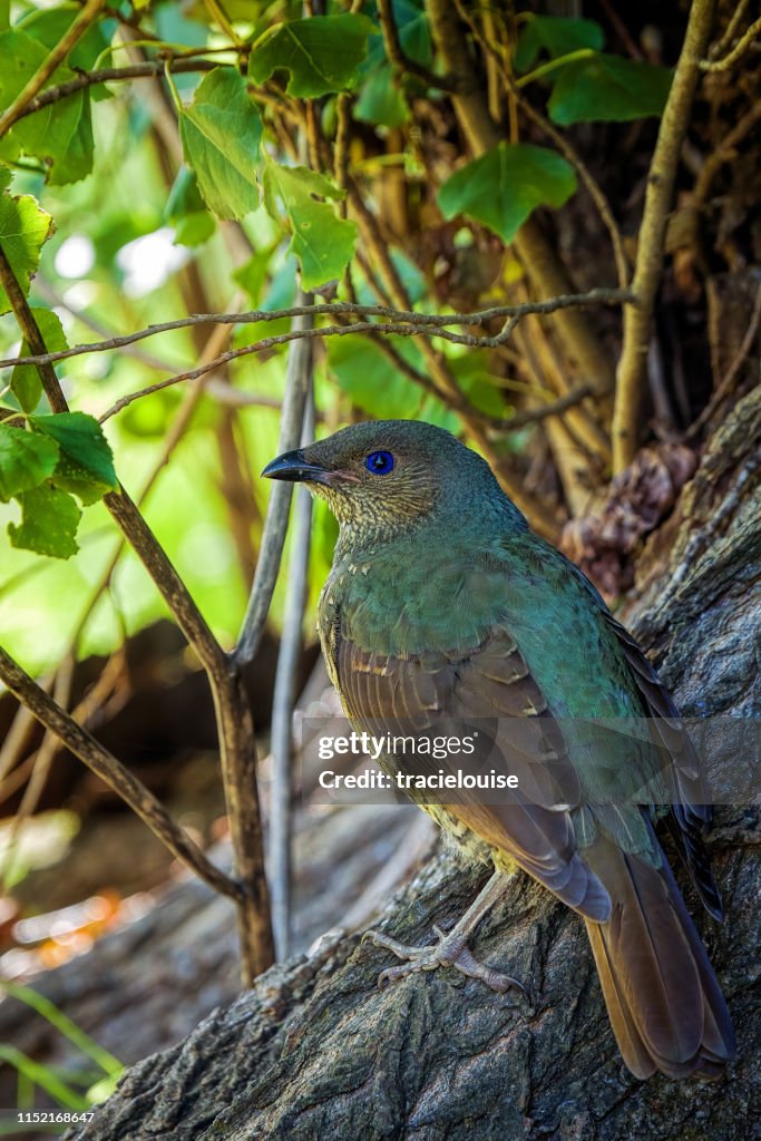 Satin Bowerbird (Ptilonorhynchus violaceus)