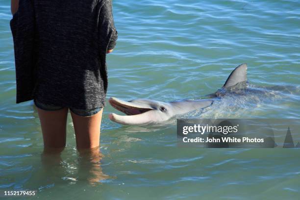 bottle nose dolphin at monkey mia - monkey mia stock pictures, royalty-free photos & images