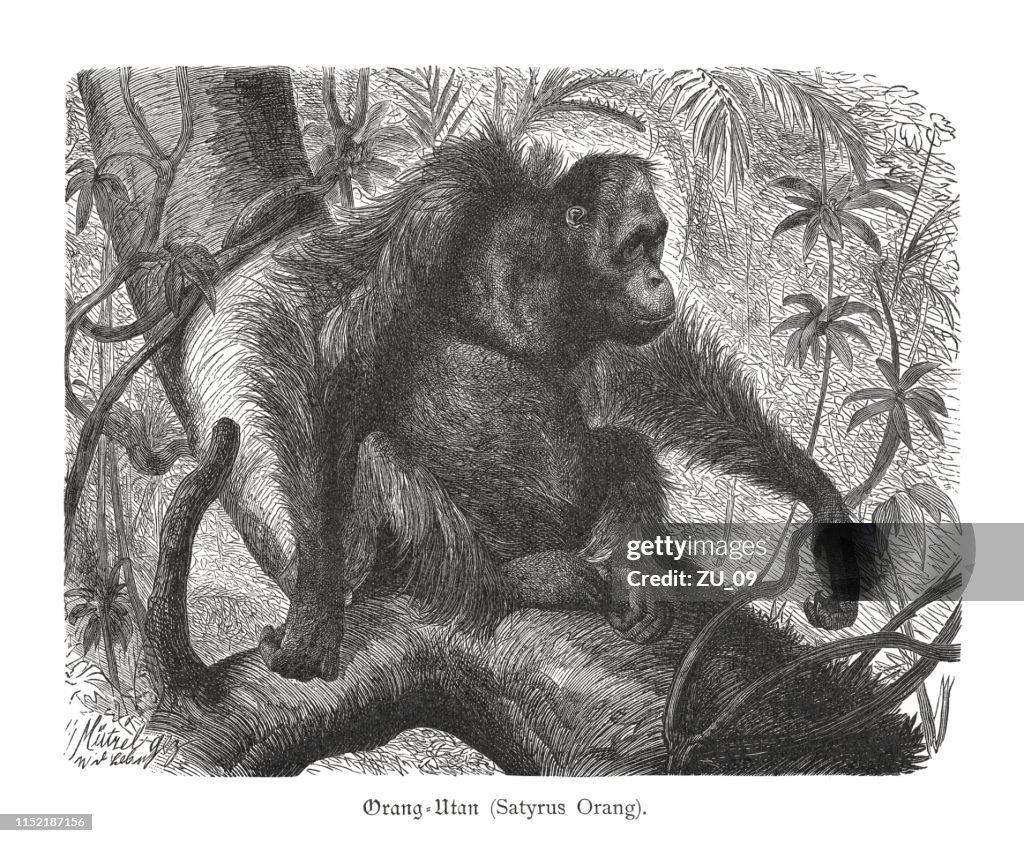 Orangutan (Pongo abelii), wood engraving, published in 1897