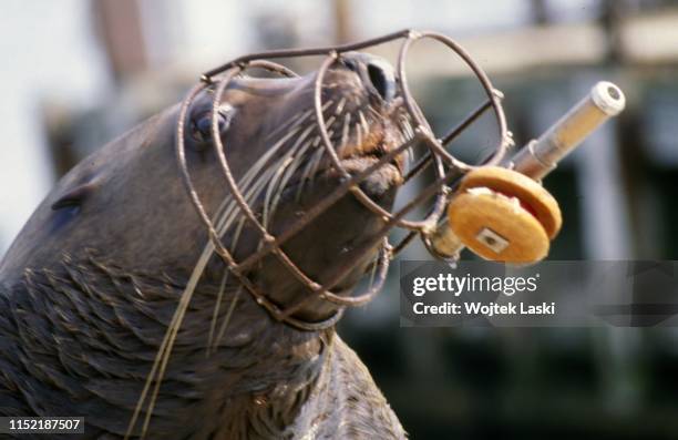 Ukrainian army trains marine animals for military service at oceanarium at Crimean Peninsula; dolphins and seals are planned to be used for searching...