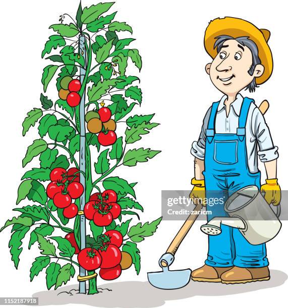 42 Tomato Plant Vector Photos and Premium High Res Pictures - Getty Images 42 Tomato Plant Vector Photos and Premium High Res Pictures - Getty Images