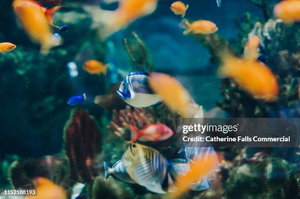 Hasoos Fish Chaos Reef Photos and Premium High Res Pictures - Getty Images