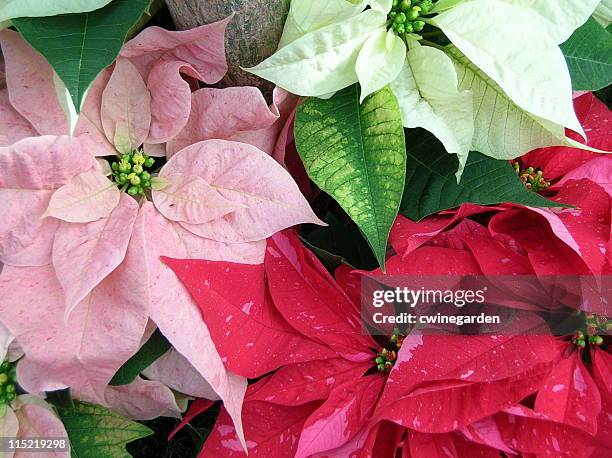 multiple array of poinsettia colors - christmas flowers stock pictures, royalty-free photos & images