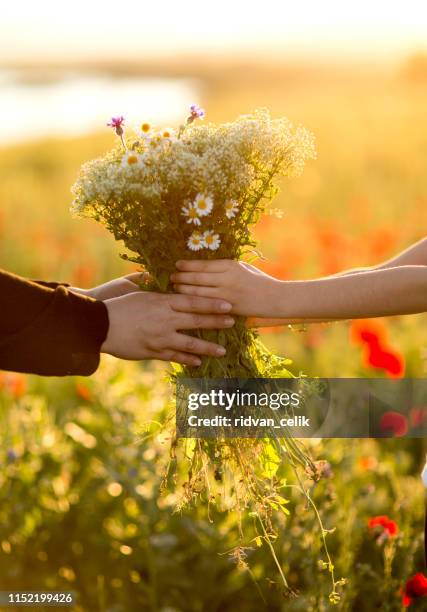 sharing love - little childrens hand holding a daisy flower stock pictures, royalty-free photos & images