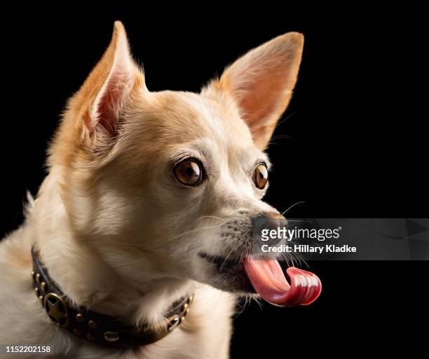 chihuahua with long, curled tongue - saliva foto e immagini stock