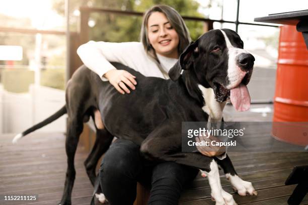飼い主のひざの上に座っている大きな犬 - グレートデン ストックフォトと画像