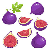 Bright vector set of colorful fresh juicy fig.