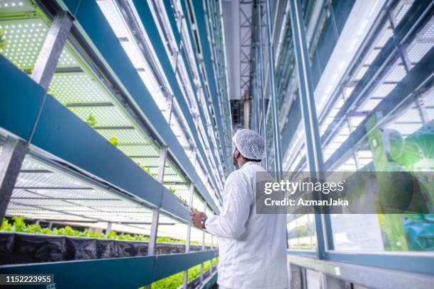 especialista en agricultura vertical examinando hileras de lechuga viva - agricultura inteligente fotografías e imágenes de stock