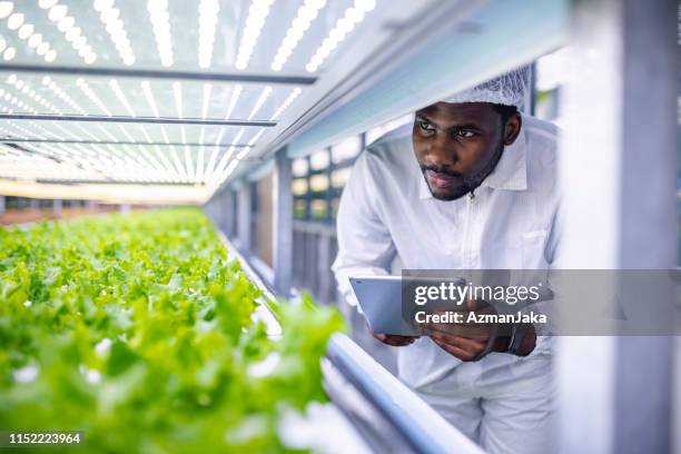 trabajador agrícola africano observando el progreso del crecimiento de la lechuga viviente - hidropónica fotografías e imágenes de stock