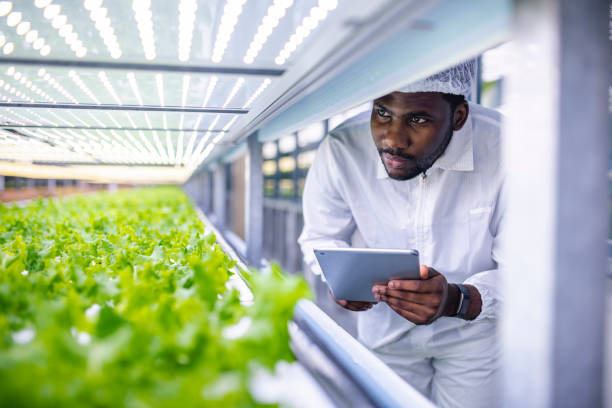 african farm worker noting progress of living lettuce growth