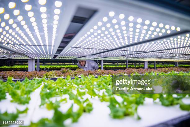 biotech specialist examining living lettuce at vertical farm - i was turning into a vegetable stock pictures, royalty-free photos & images