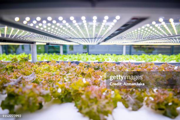 racks of cultivated living lettuce at indoor vertical farm - hydroponic stock pictures, royalty-free photos & images