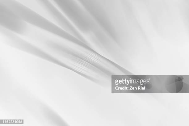 palm leaf converted to black and white showing it's fanned out pattern - white backdrop - fotografias e filmes do acervo