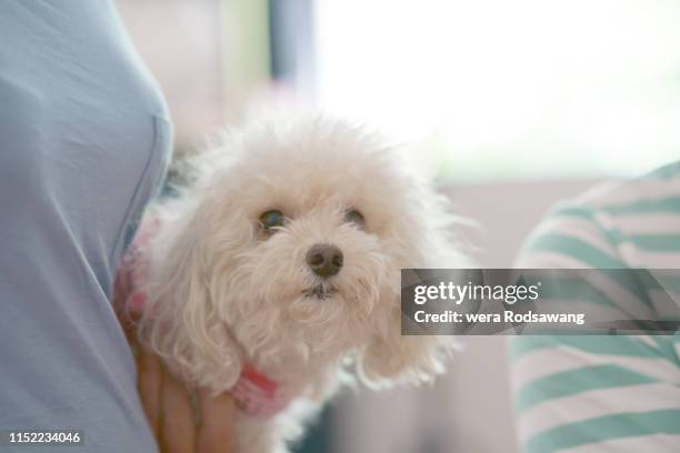 poodle dog portrait pictiure - shih tzu stock pictures, royalty-free photos & images