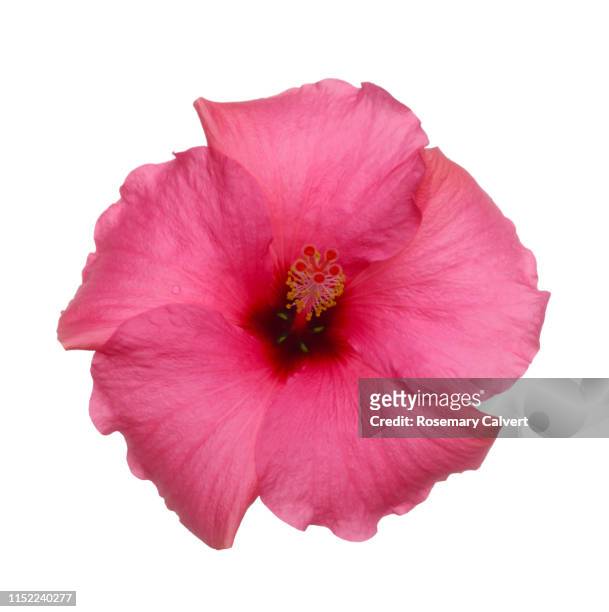 pink tropical hibiscus flower in white square. - hibiscus petal stock pictures, royalty-free photos & images