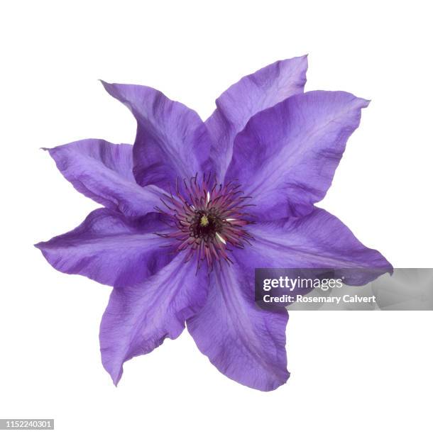 purple clematis the president flower in white square. - flower isolated stock pictures, royalty-free photos & images