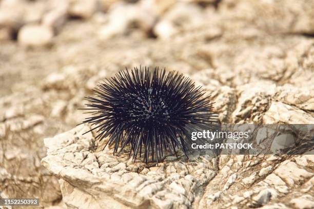 sea urchin on a rocky coast - erizo de mar fotografías e imágenes de stock