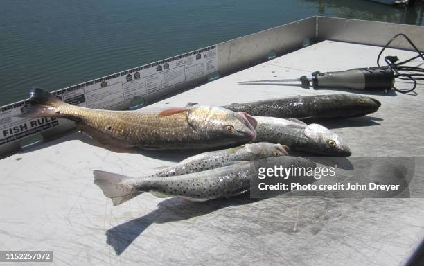 fish on the cleaning table - sea trout stock pictures, royalty-free photos & images