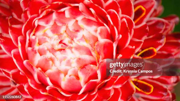 close-up of a torch ginger flower (etlingera elatior) - ginger flower stockfoto's en -beelden