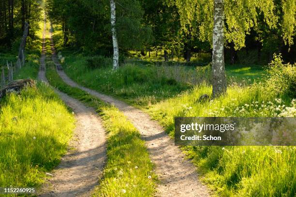 a narrow dirt road leading through forest and pasture in spring in clear sunlight - forest meadow stock pictures, royalty-free photos & images