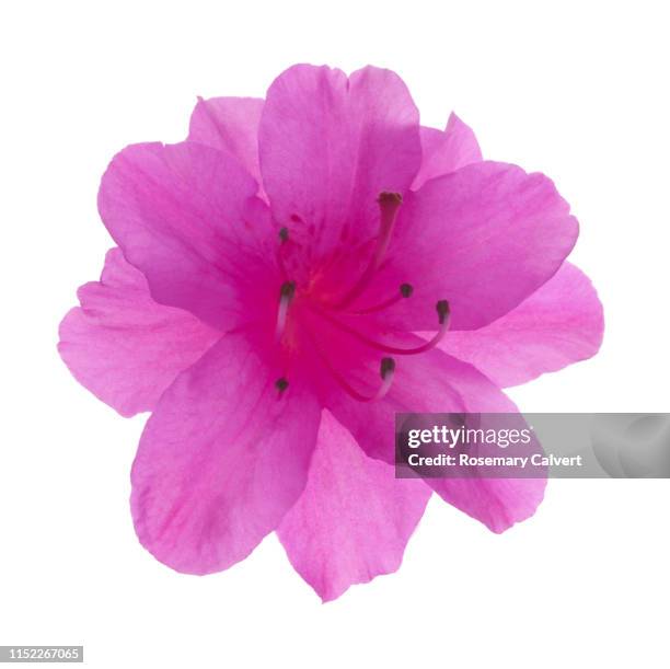 purple azalea flower floret in white square. - estigma imagens e fotografias de stock