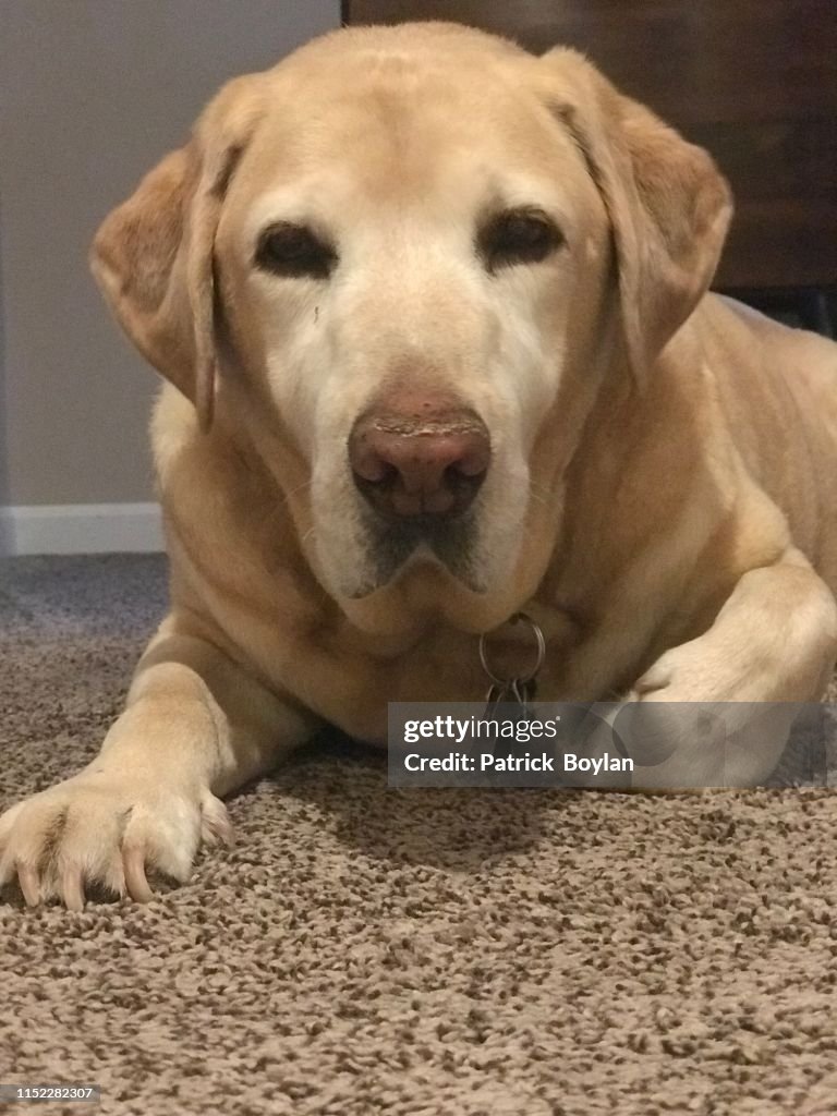 Murphy The Yellow Lab