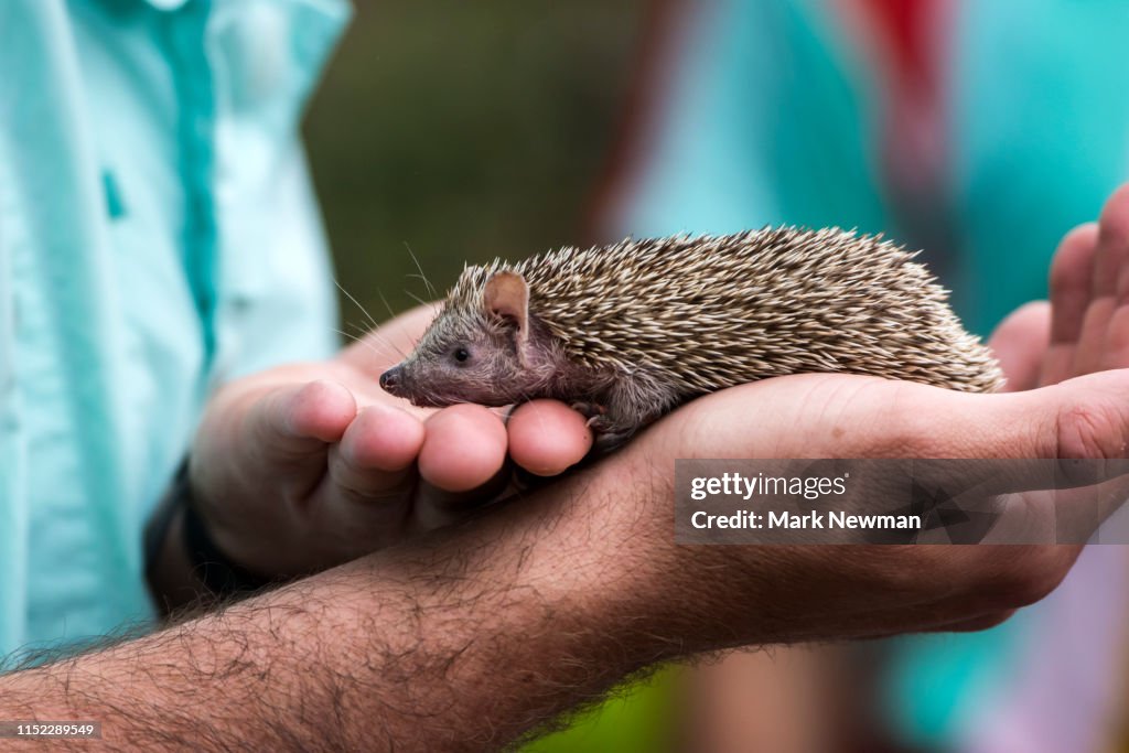 Lesser Tenrec Hedgehog