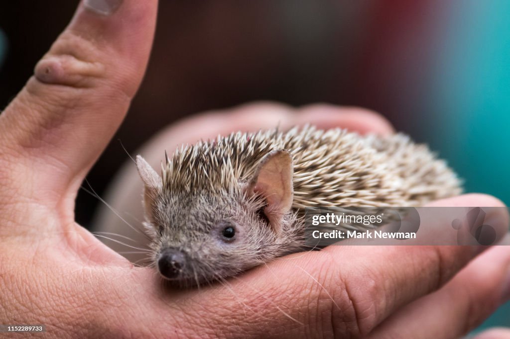 Lesser Tenrec Hedgehog