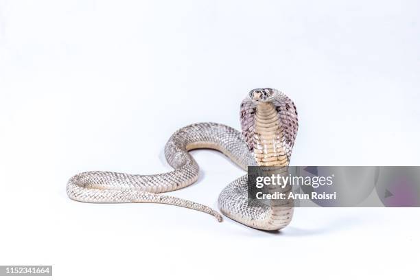 cobra snake on white background - animal behavior foto e immagini stock