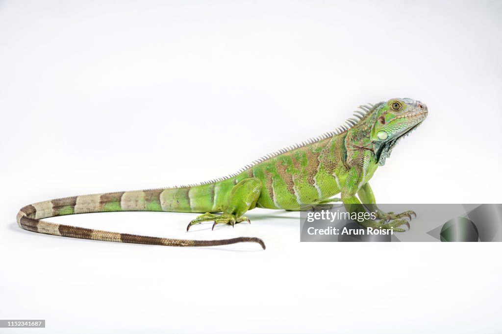 Green iguana (Iguana iguana) on white background