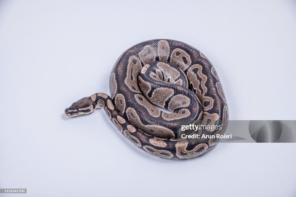 Ball Python Vs Royal Python Royal Python Or Ball Python High-Res Stock Photo - Getty Images