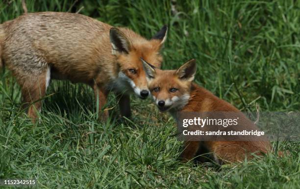 a super cute red fox cub, vulpes vulpes, sitting in the long grass with a smile on its face. the cubs mum is standing in the background watching over it. - an introduction to fox photos stock pictures, royalty-free photos & images