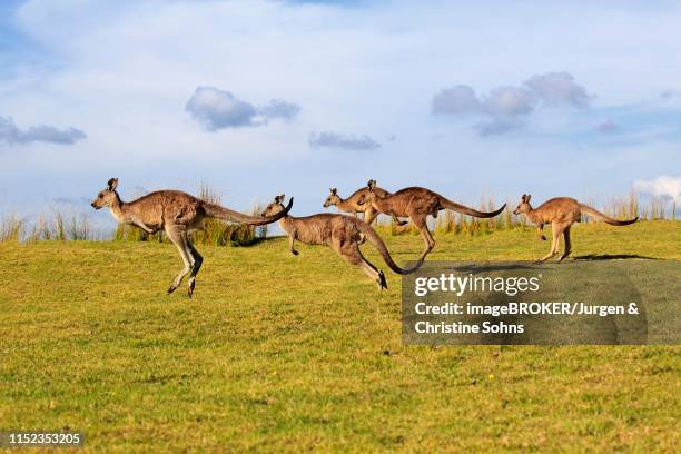 eastern grey kangaroos (macropus giganteus), herd jumping over meadow, maloney beach, new south wales - kangaroo jump stock pictures, royalty-free photos & images