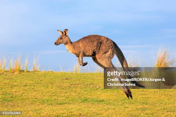 eastern grey kangaroo (macropus giganteus), female jumps over green meadow, maloney beach, new south wales - kangaroo jump stock pictures, royalty-free photos & images