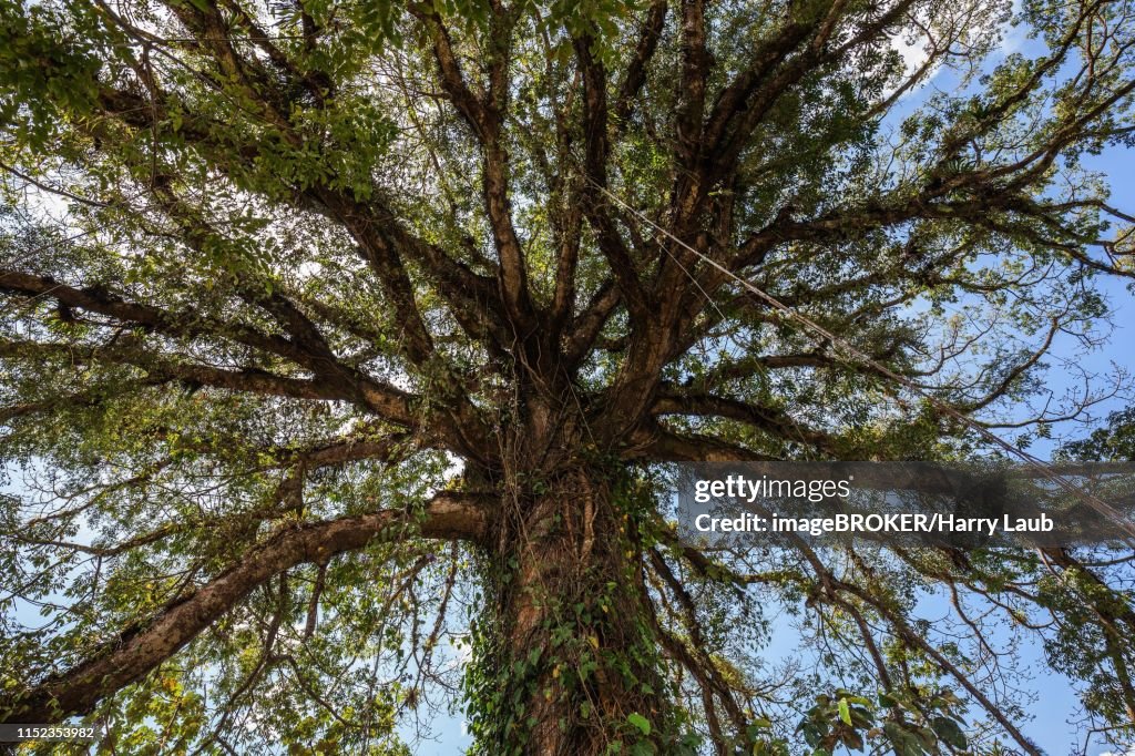 Great Silk-cotton tree (Ceiba pentandra), Tree Crown, Province of Puntarenas, Costa Rica