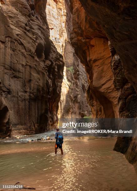 hiker walks in the water, the narrows, narrow place of the virgin river, steep walls of the zion canyon, zion national park, utah, usa - virgin river stockfoto's en -beelden